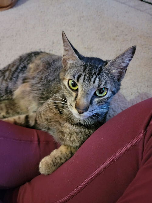 Hazel