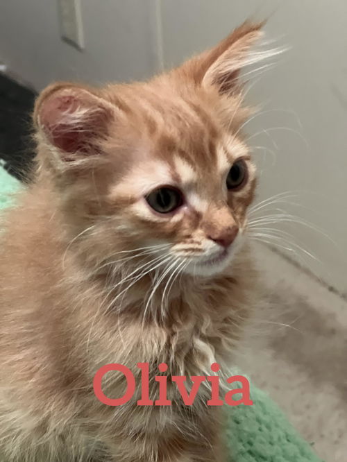 Olivia