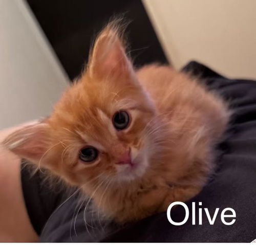 Olive