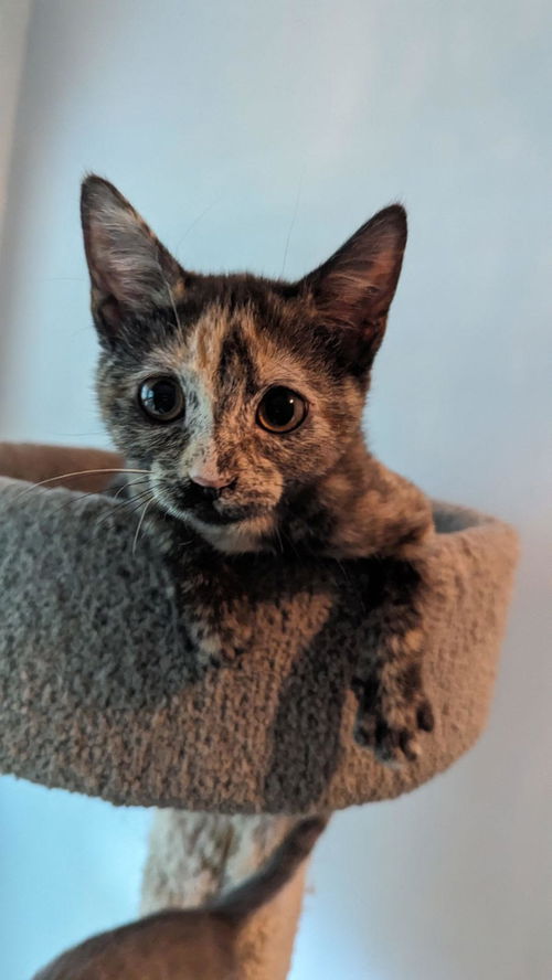 Pebbles