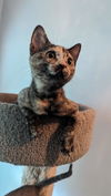 Pebbles