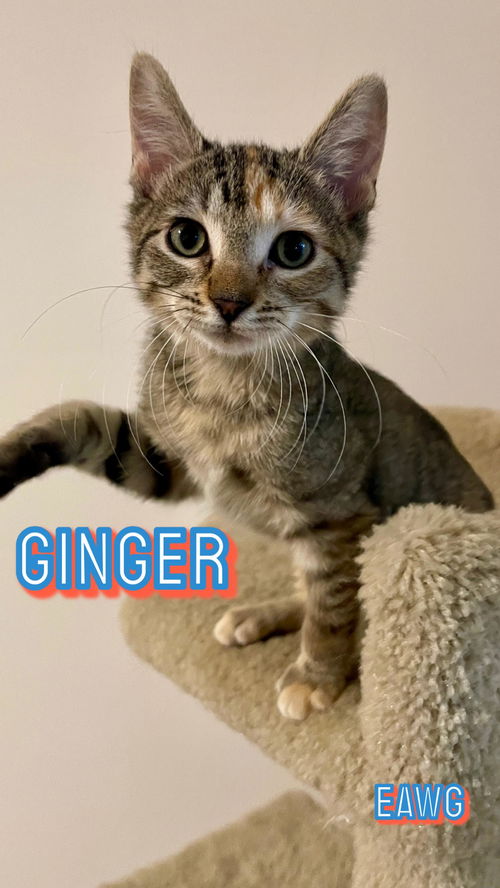 Ginger Edwards