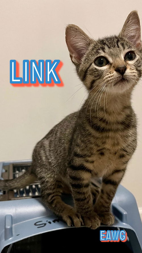 Link