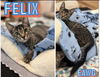 adoptable Cat in  named Felix