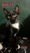 adoptable Cat in Pensacola, FL named Rhett