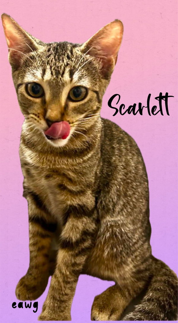 Scarlett