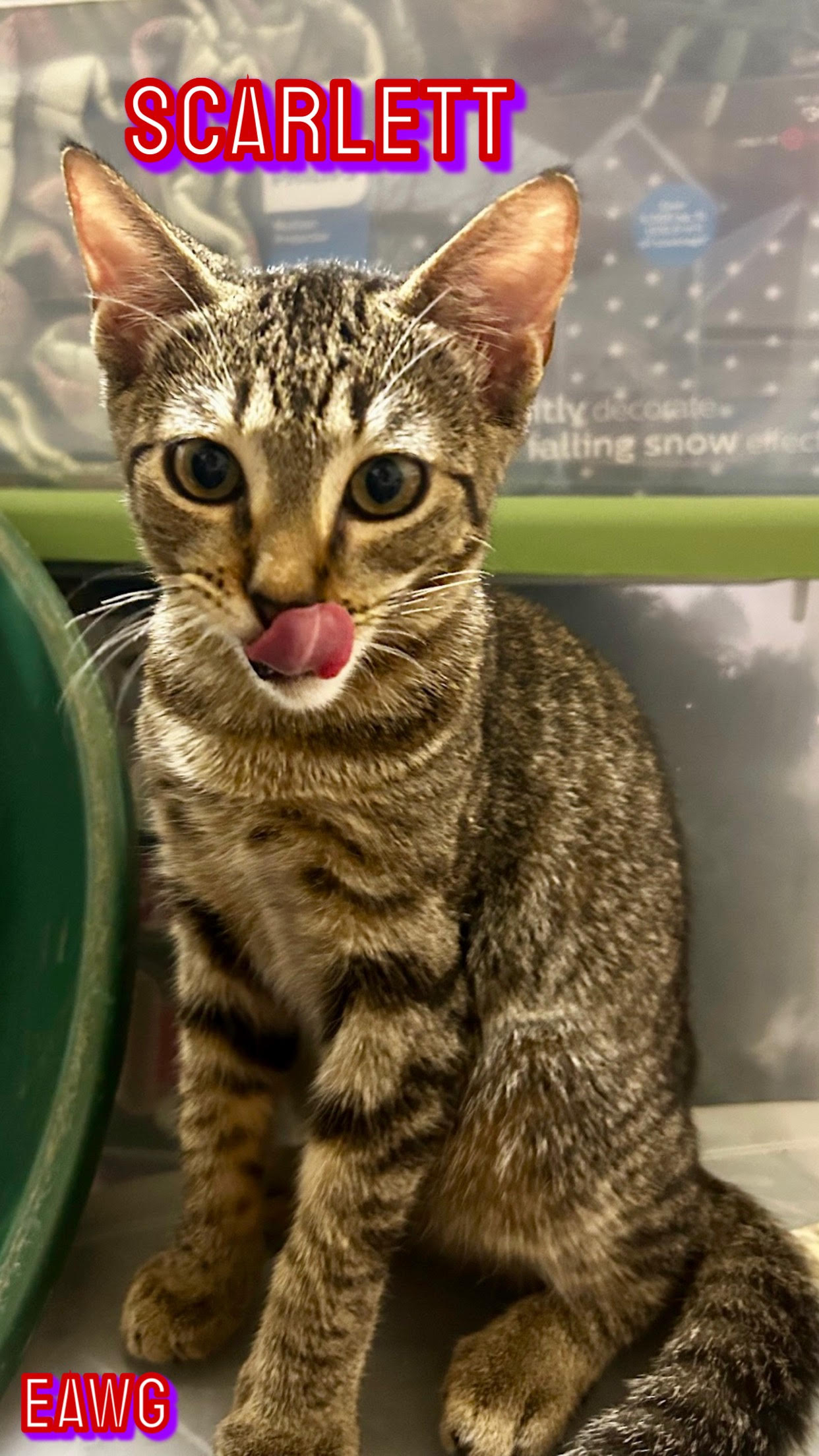 adoptable Cat in Pensacola, FL named Scarlett