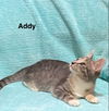 adoptable Cat in  named Addy