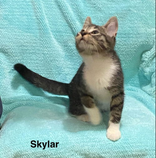 Skylar
