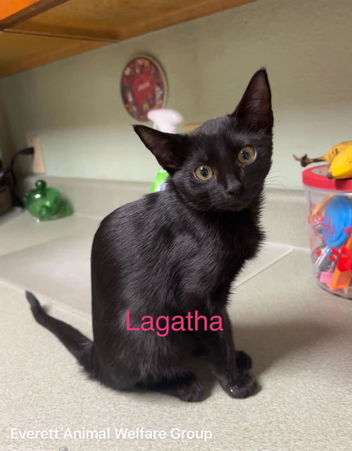 Lagatha