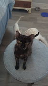 Saffy