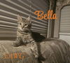 Bella
