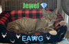 Jewel