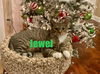 Jewel