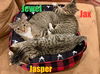 Jasper