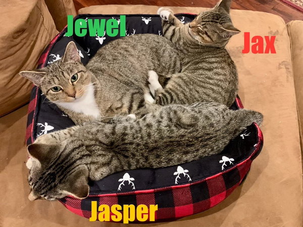 Jasper