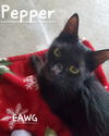 Pepper Henderson