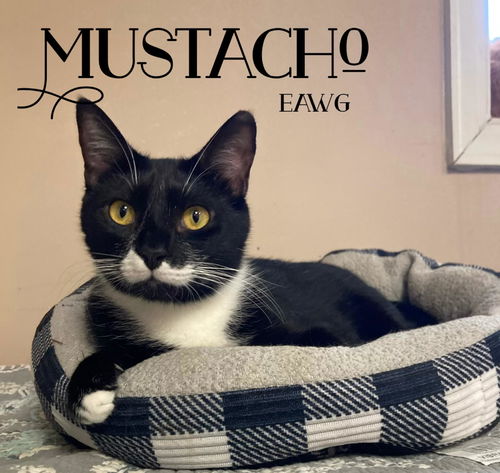 Mustacho