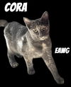 Cora