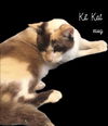 Kit Kat Stewart