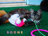 Boone