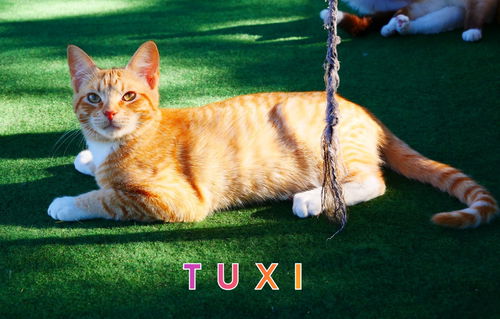 Tuxi Winchester
