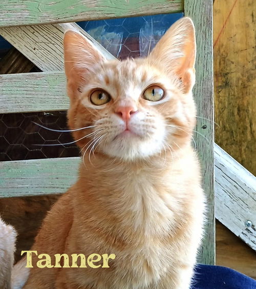 Tanner