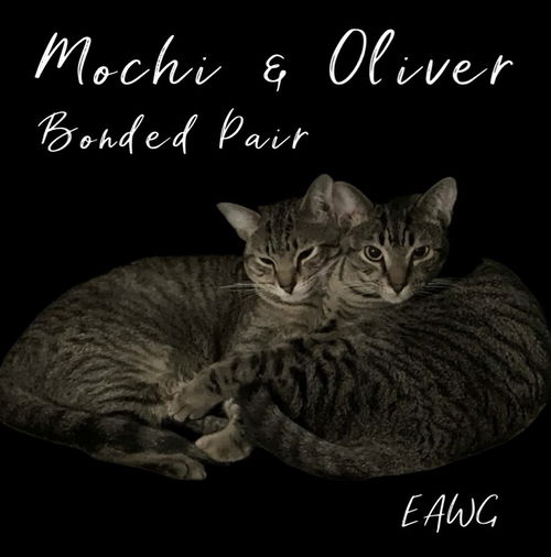 Oliver