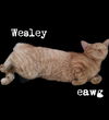 Wesley