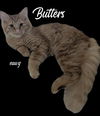 Butters