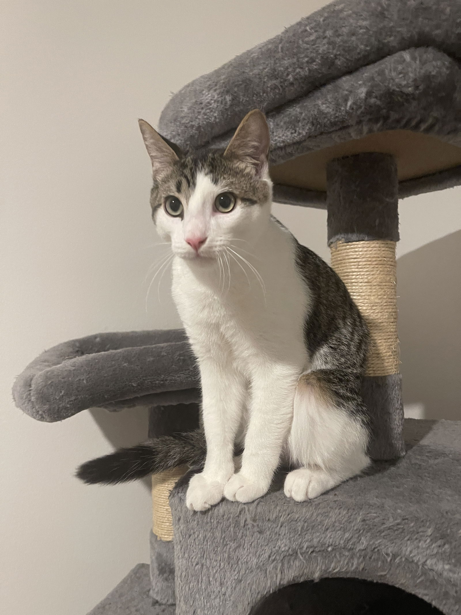adoptable Cat in Pensacola, FL named Butterbean