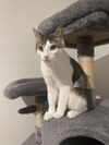 adoptable Cat in Pensacola, FL named Butterbean