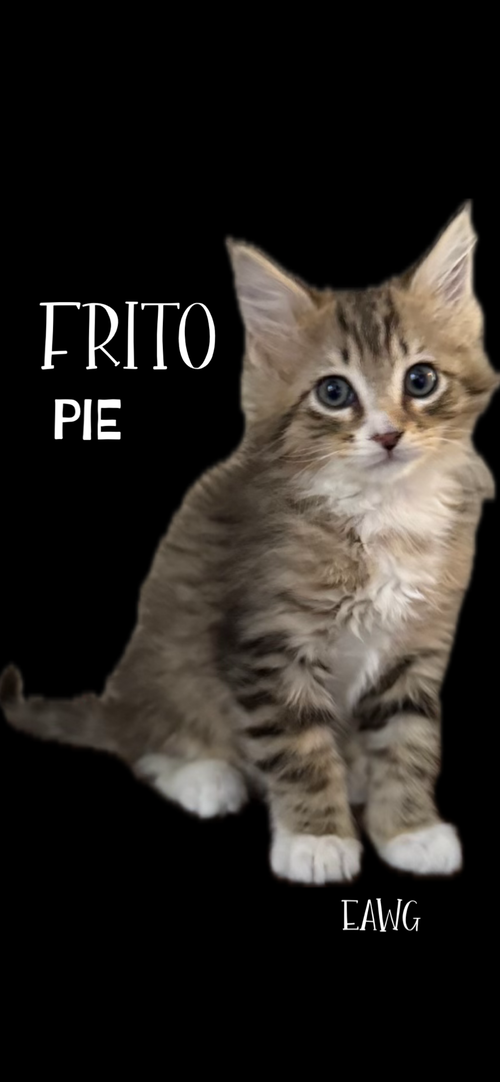Frito Pie