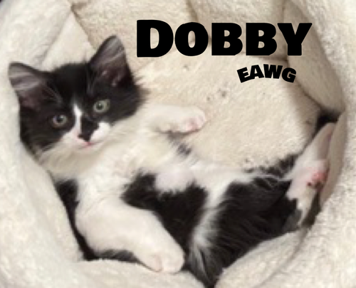 Dobby