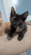 adoptable Cat in  named Libby