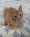 adoptable Cat in  named Rusty