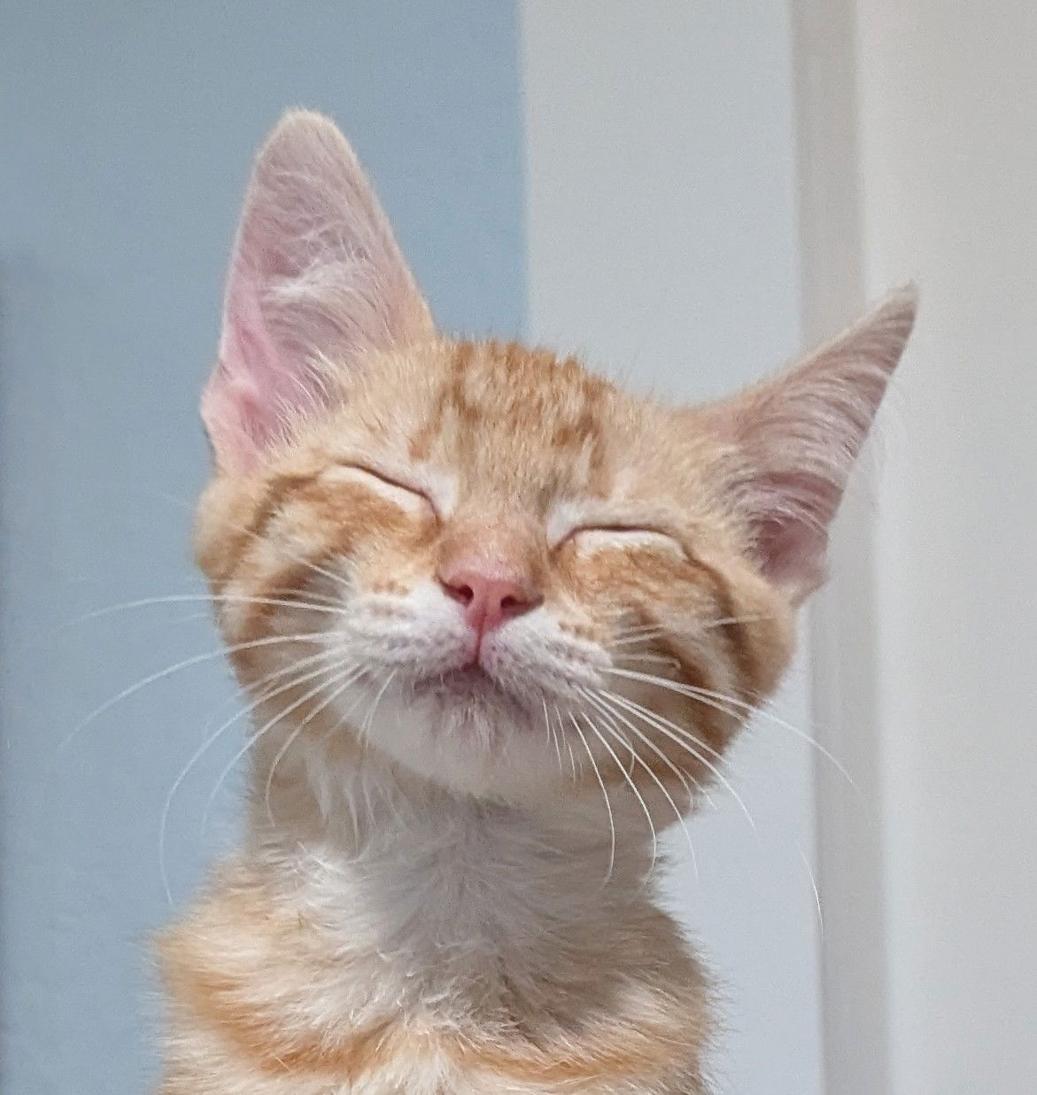 adoptable Cat in Pensacola, FL named Paulie