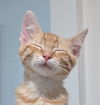 adoptable Cat in  named Paulie