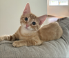 adoptable Cat in  named Ollie