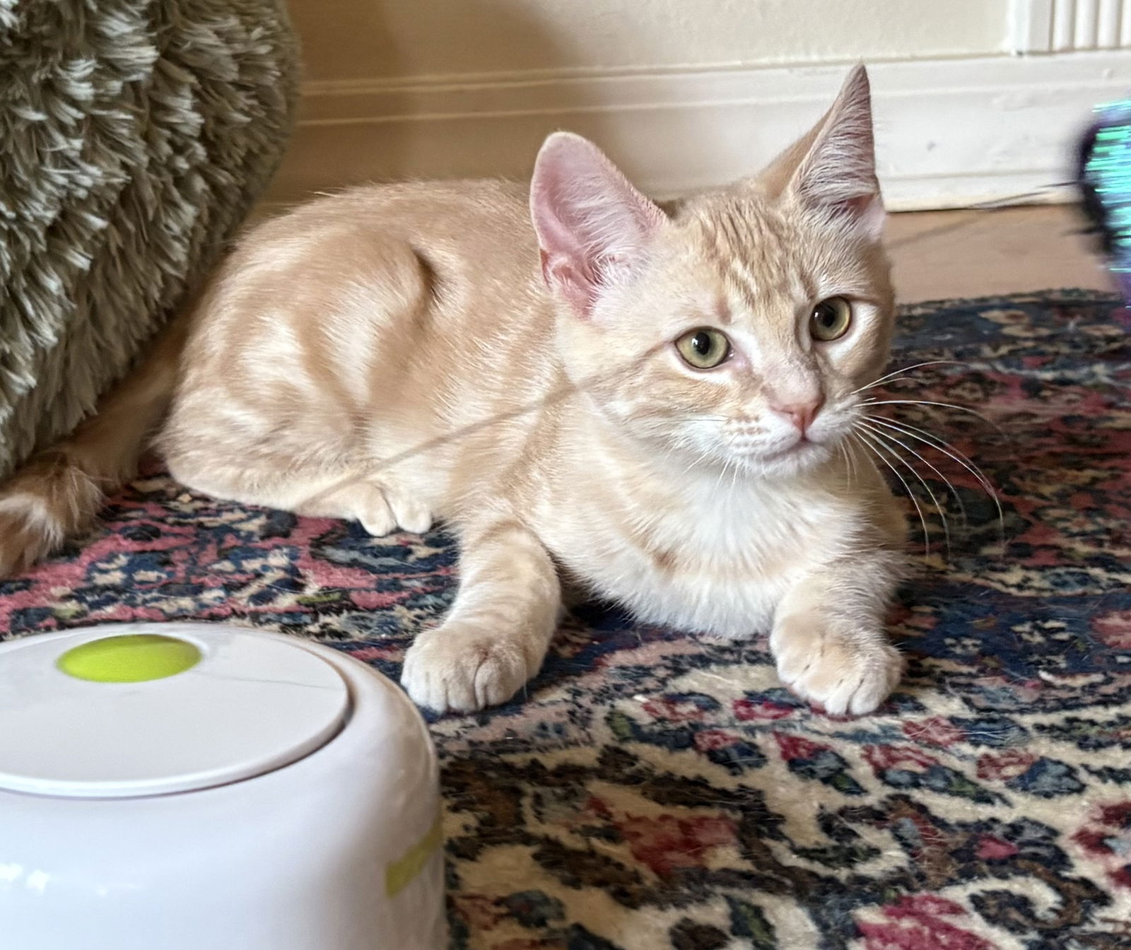 adoptable Cat in Pensacola, FL named Austin