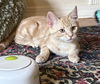 adoptable Cat in  named Austin