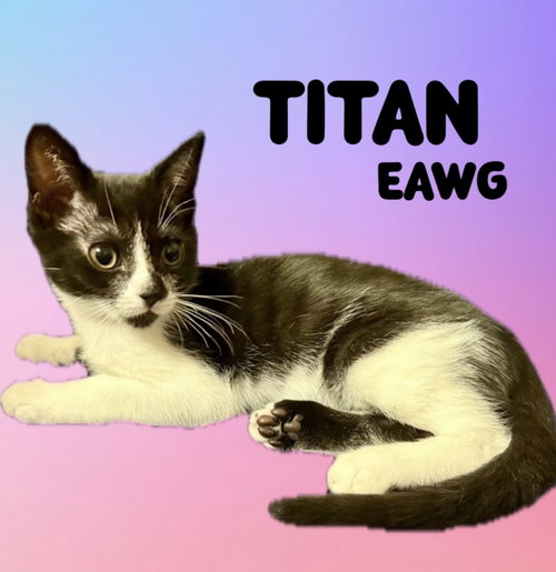 TITAN - Domestic Short Hair available for adoption