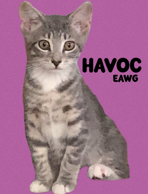 HAVOC - Domestic Short Hair available for adoption