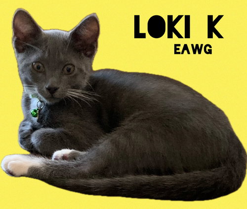 LOKI K. - Domestic Short Hair available for adoption