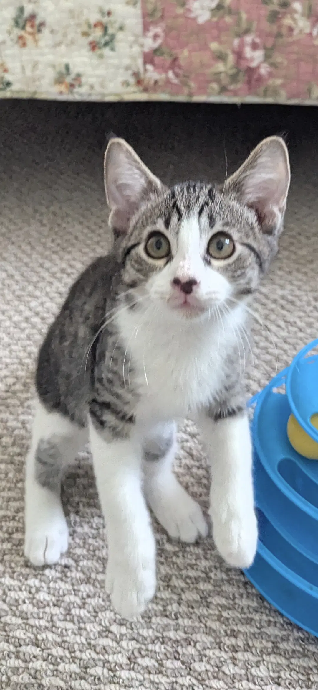 Justin - Domestic Short Hair
