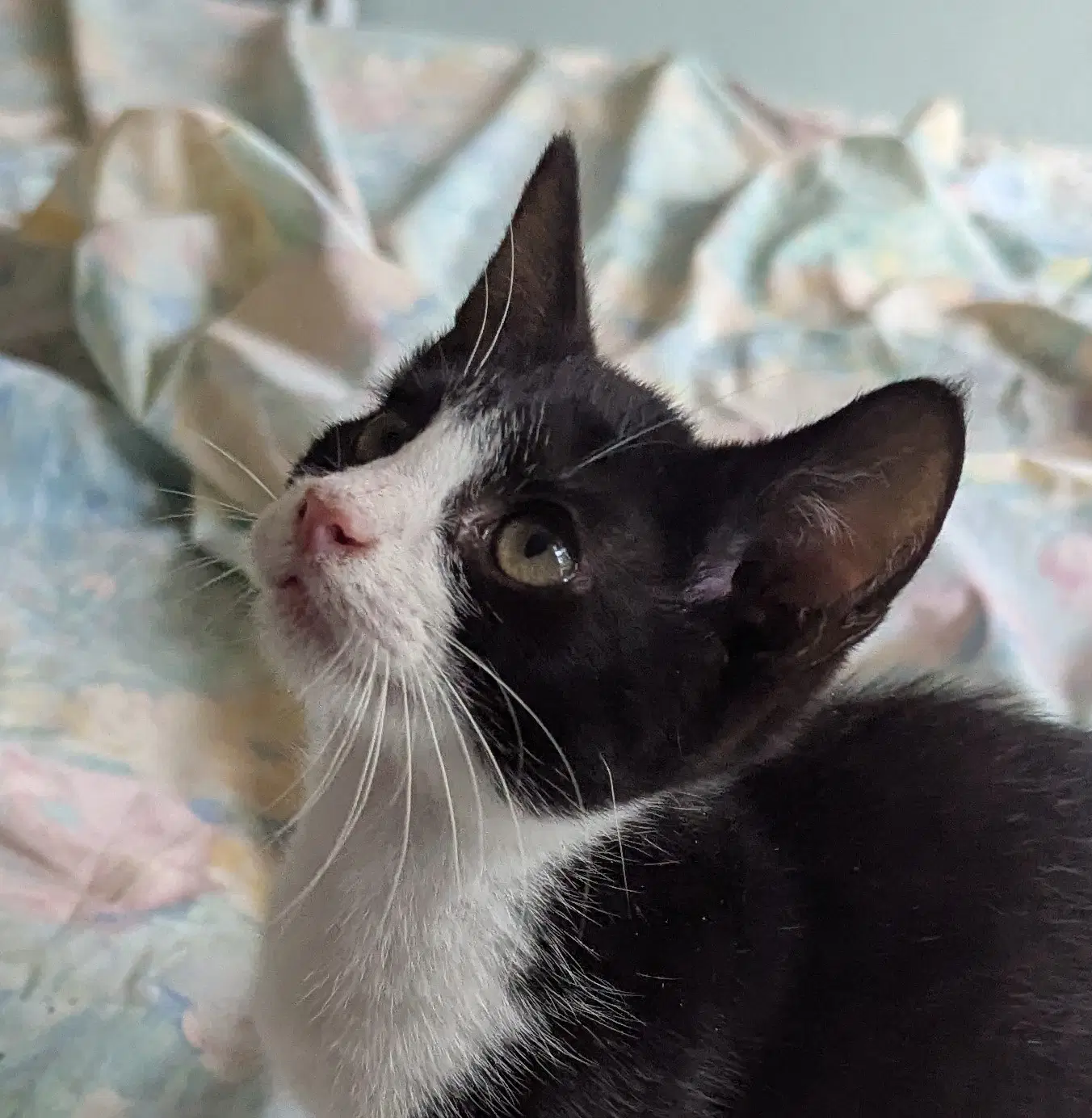 Jojo - Domestic Short Hair