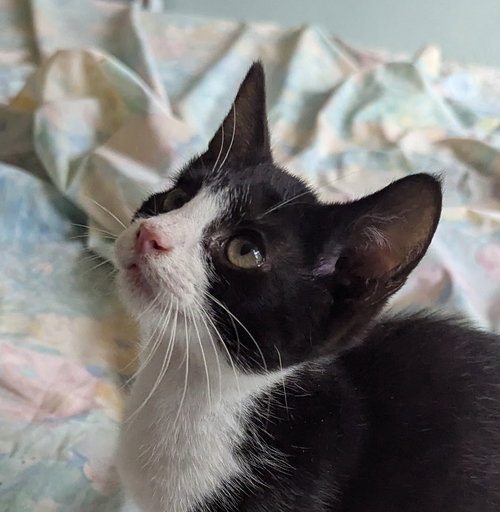 JOJO - Domestic Short Hair / Tuxedo available for adoption