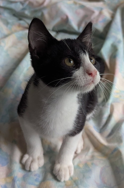 JOJO - Domestic Short Hair / Tuxedo available for adoption