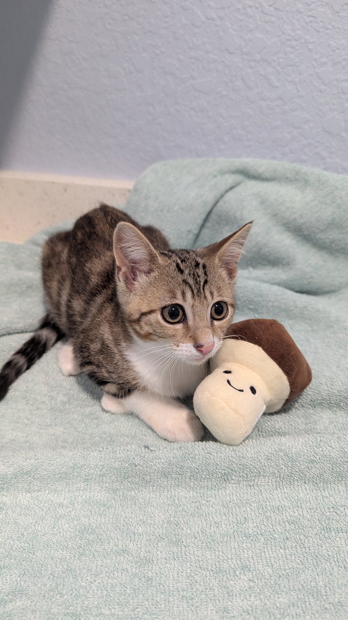 BAILEY - Domestic Short Hair / Tabby available for adoption
