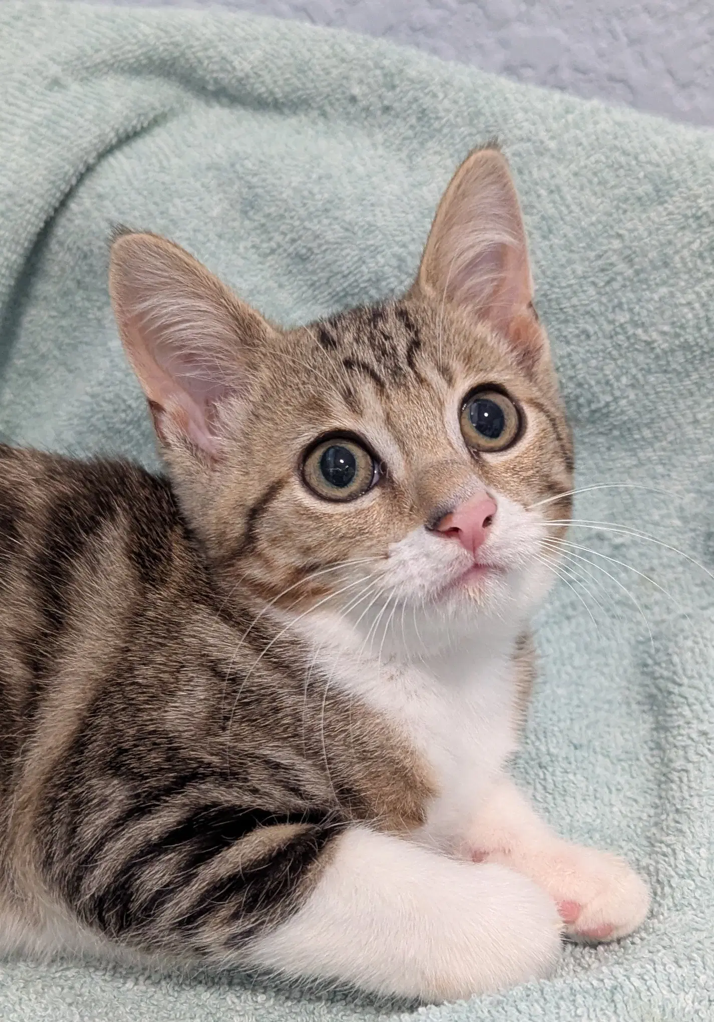 Bailey - Domestic Short Hair
